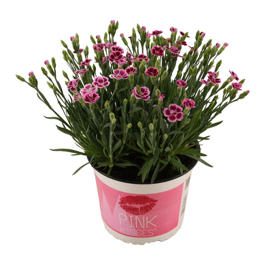 Dianthus Pink Kisses – Pflegeleichte Blütenpracht Ø17 cm