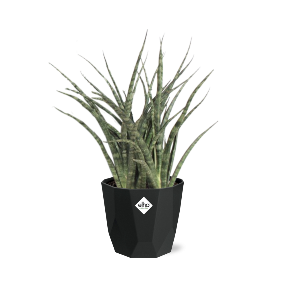 Sansevieria Fernwood Punk – Pflegeleichte Schwiegermutterzunge 14cm