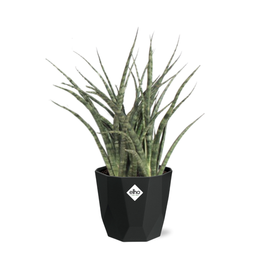 Sansevieria Fernwood Punk – Pflegeleichte Schwiegermutterzunge 14cm