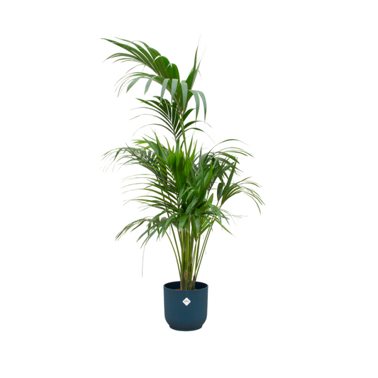 Kentia-Palme mit elho Vibes Fold Round Topf Blau Ø30 - 180 cm