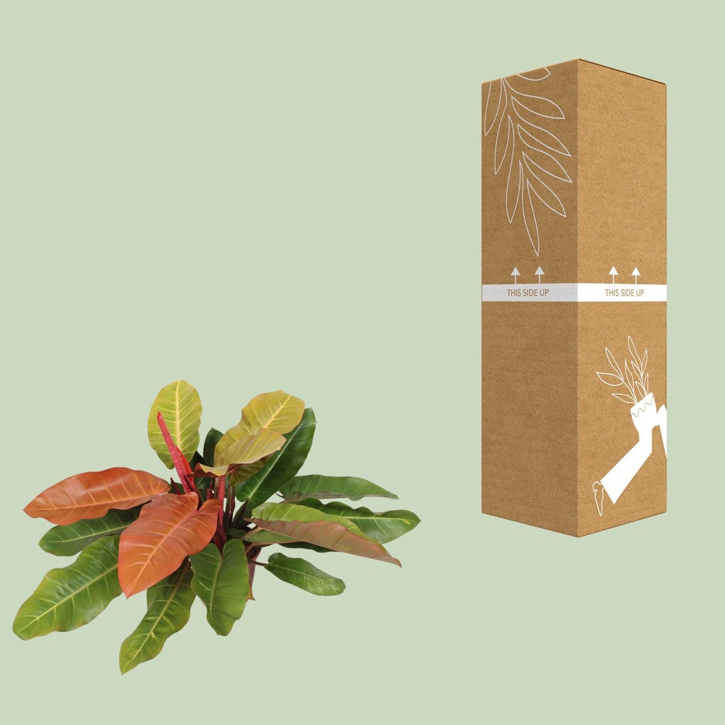 Philodendron Prince Of Orange – Lebendige Zimmerpflanze Ø27cm