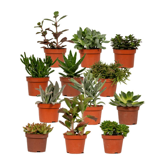 Echeveria Sukkulente – Pflegeleichte Zimmerpflanze Ø10,5cm