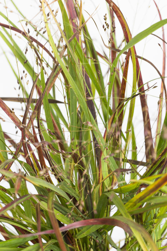 Panicum virgatum Cheyenne Sky – Stilvolles Ziergras Ø23cm