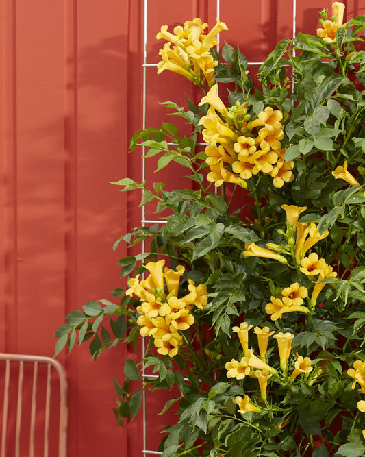 2x Campsis Summer Jazz 'Gold Trumpet' Trompetenklimmer Ø15cm, 65cm hoch