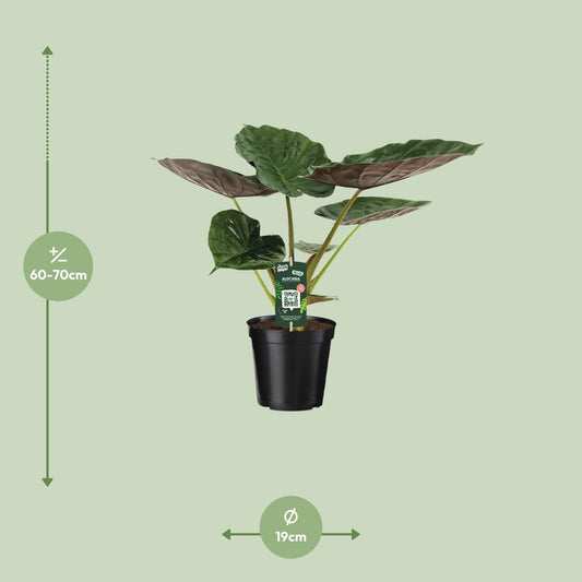 Alocasia Wentii – Elefantenohr – Ø19cm Topf, ca. 70cm hoch