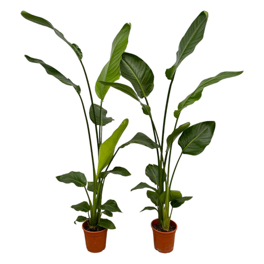 2x Strelitzia Nicolai XXL – Exotische Zimmerpflanze 130 cm