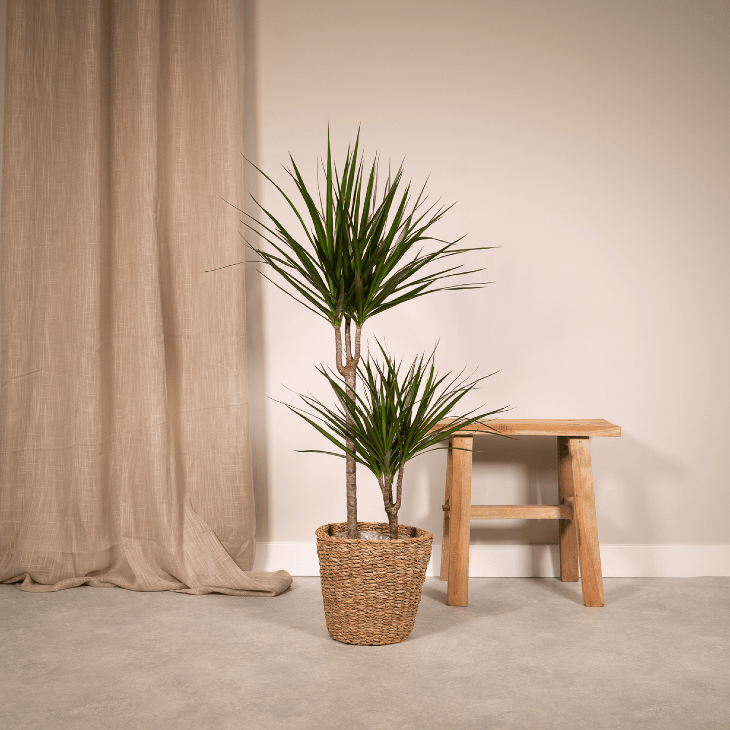 Dracaena Marginata – Stilvolle, pflegeleichte Zimmerpflanze Ø19cm