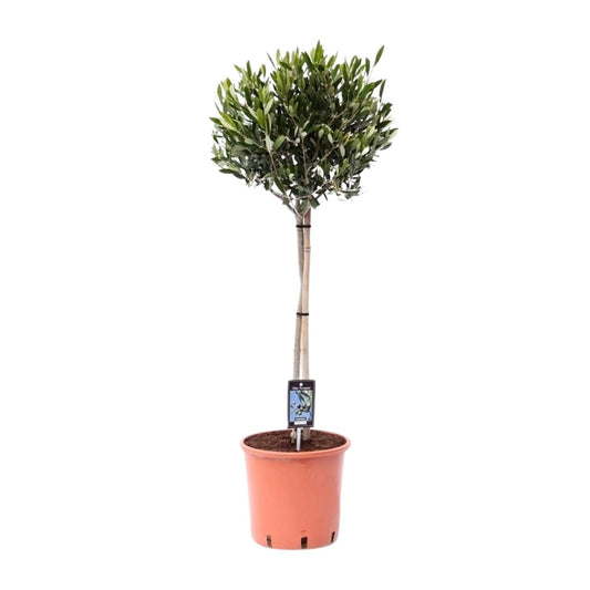 Olea Olijf - Mediterraner Olivenbaum Ø22cm, 90cm hoch