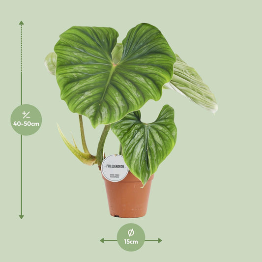 Philodendron Plowmanii – pflegeleichte Zimmerpflanze Ø15cm