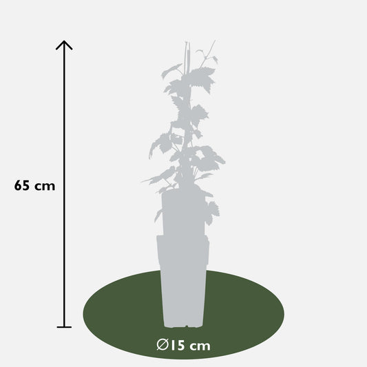 3x Humulus lupulus 'Nordbrau' - pflegeleichter Hopfen Ø15cm