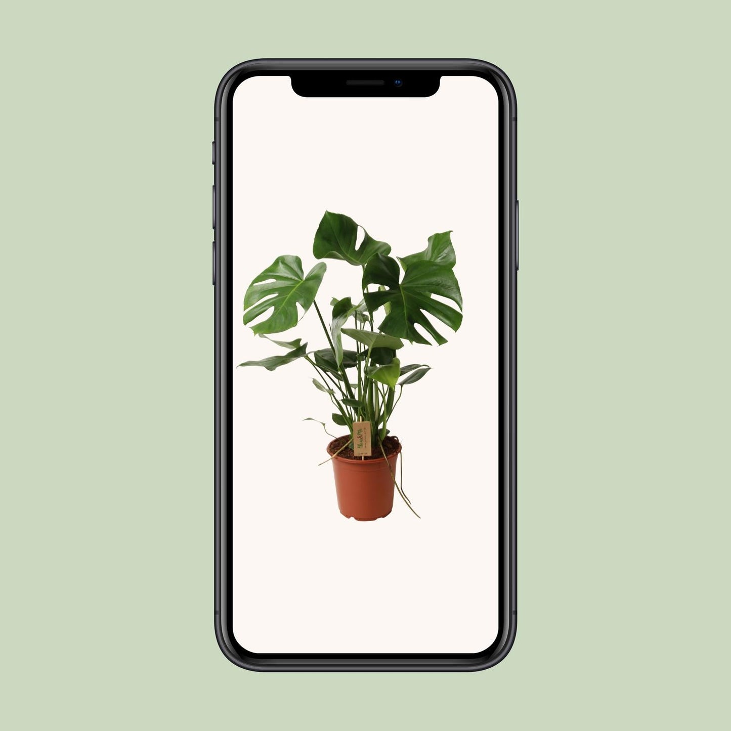 Monstera Deliciosa – Pflegeleichte Schweizer Käse Pflanze Ø21cm