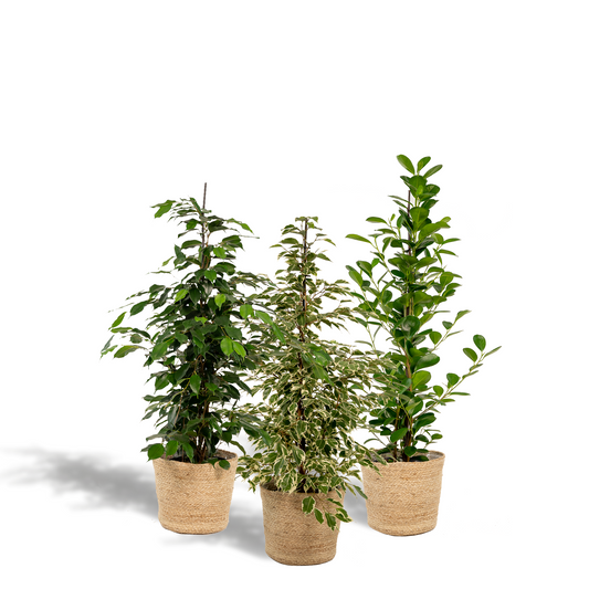 Ficus Trio Set mit Korb - Ø21cm, ca. 95cm Höhe