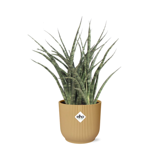 Sansevieria Fernwood Punk im ELHO Vibes Fold 14cm Topf gelb