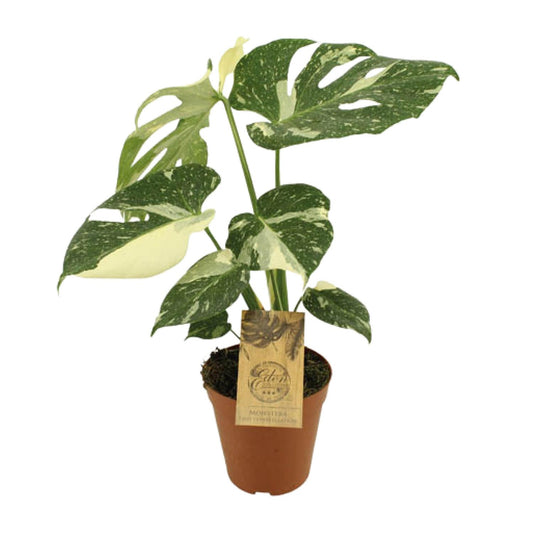 Monstera Thai Constellation – pflegeleichte Designerpflanze Ø15cm