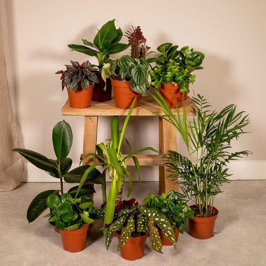 Außenseiterbox – 12er Set Ø12cm Pflanzenmix