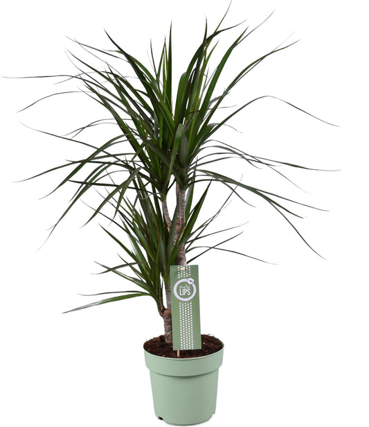Dracaena Marginata Ø17cm – Stilvolle & pflegeleichte Zimmerpflanze