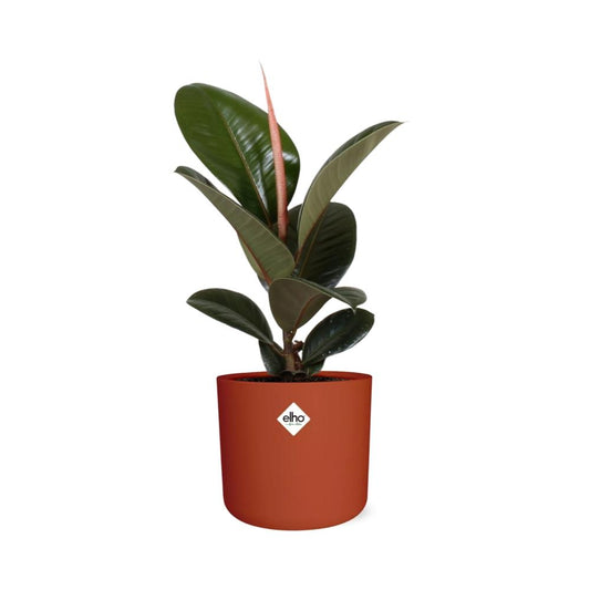 Ficus Elastica ‘Robusta’ – pflegeleichte XXL Zimmerpflanze