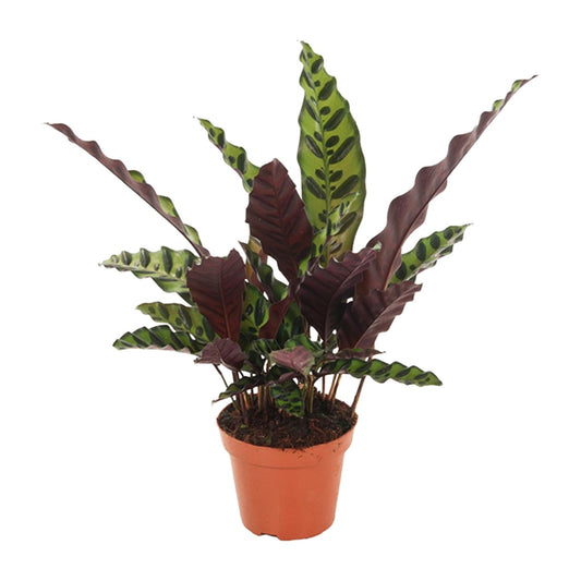 Calathea Insignis – Pflegeleichte Designer-Zimmerpflanze Ø12cm
