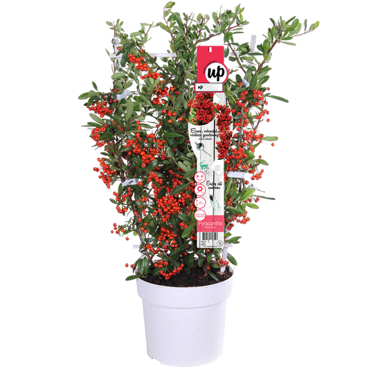 Pyracantha coccinea Red Star - Immergrüner Feuerdorn mit roten Beeren