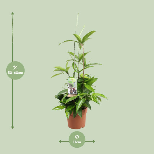 Dracaena Surculosa – Pflegleichter Drachenbaum Ø17cm, 55cm hoch