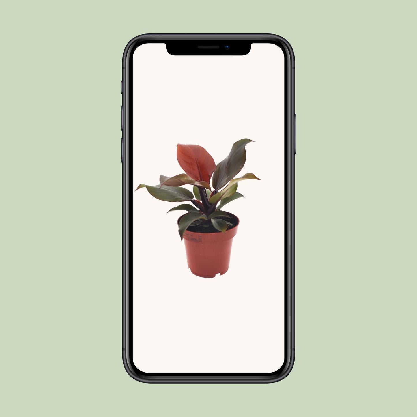 Philodendron Imperial Red - Ø12cm Topf, 25cm Höhe