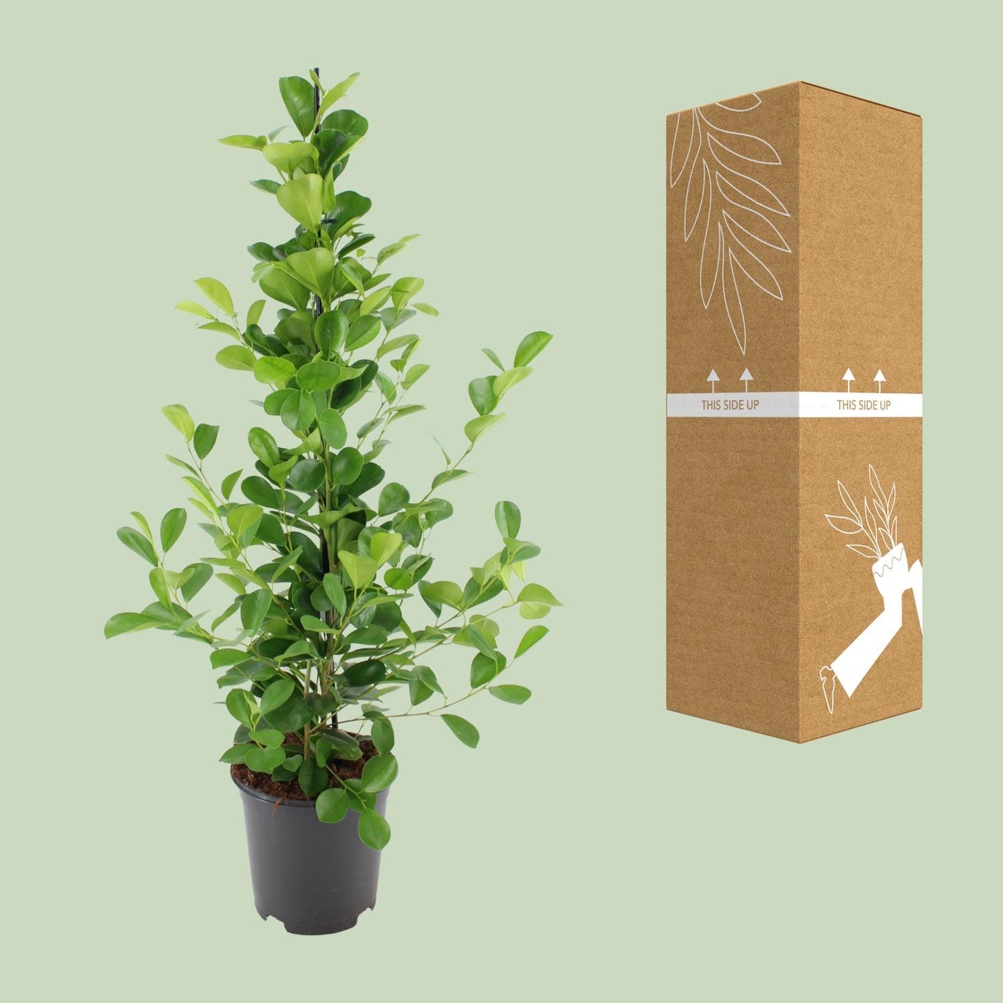 Ficus microcarpa Moclame – pflegeleichter Blattschmuck Ø21cm