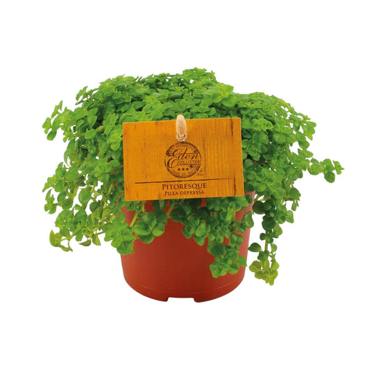 Pilea Depressa – pflegeleichte Aluminium-Pflanze Ø10,5 cm
