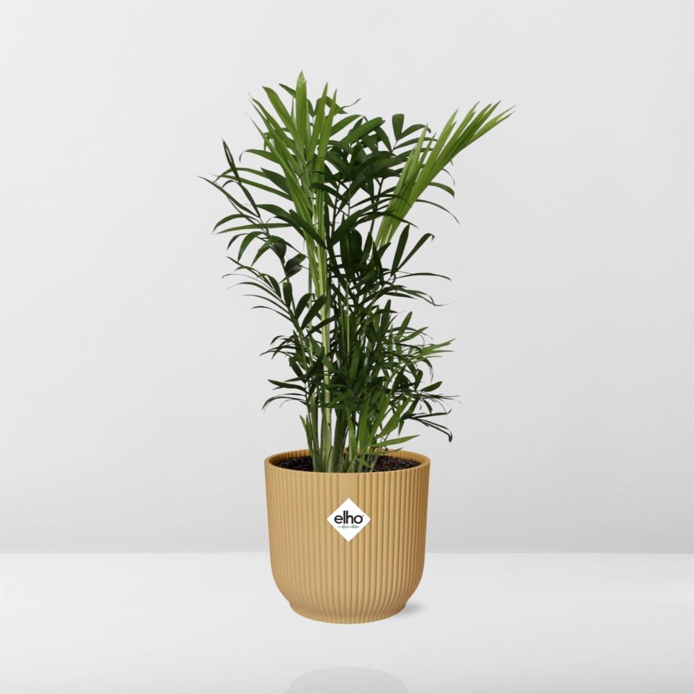 Chamaedorea Elegans Zwergbergpalme im ELHO Vibes Fold Topf 14cm Gelb