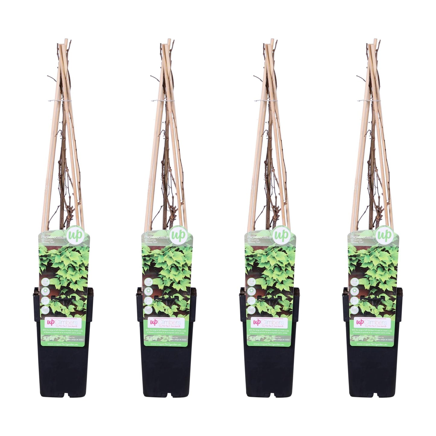 4x Parthenocissus tricuspidata 'Veitch Boskoop' – Dreiblättriger Wilder Wein Ø15cm