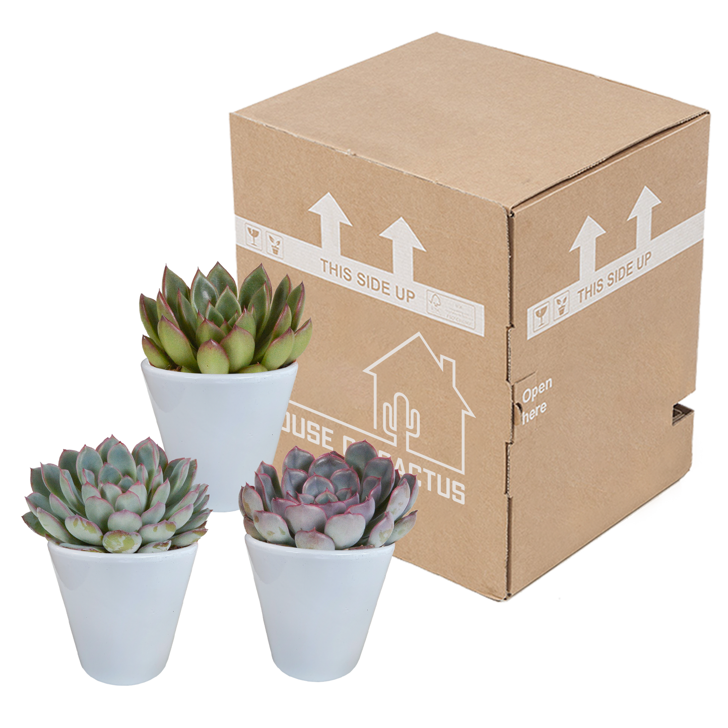Echeveria-Mischung im weißen Topf, 3er-Set, 8,5 cm