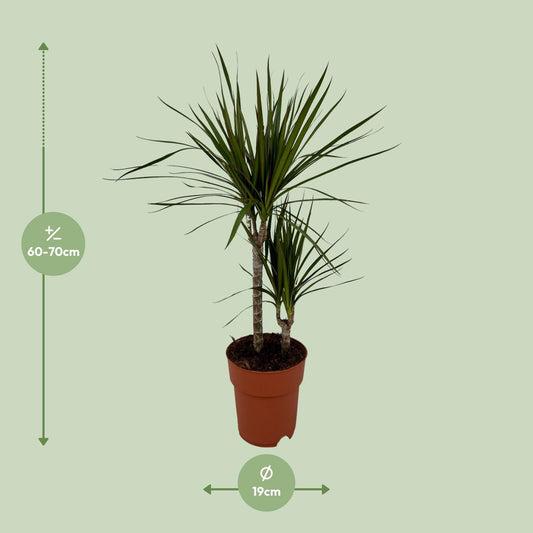 Dracaena Marginata Bicolor – Pflegeleichter Drachenbaum Ø19cm