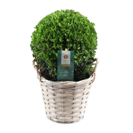 Ilex Crenata 'Jenny'® Ball Ø20cm – Pflegeleichte Stechpalme im Korb