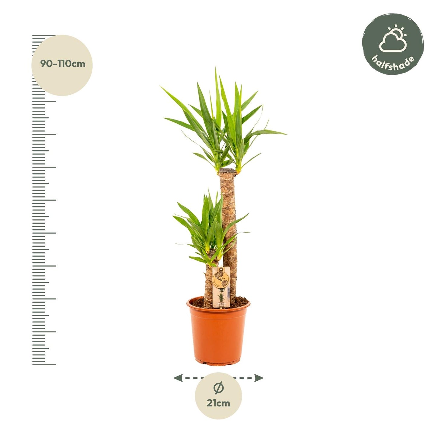 Yucca - Ø21cm Topf - ca. 100cm Höhe