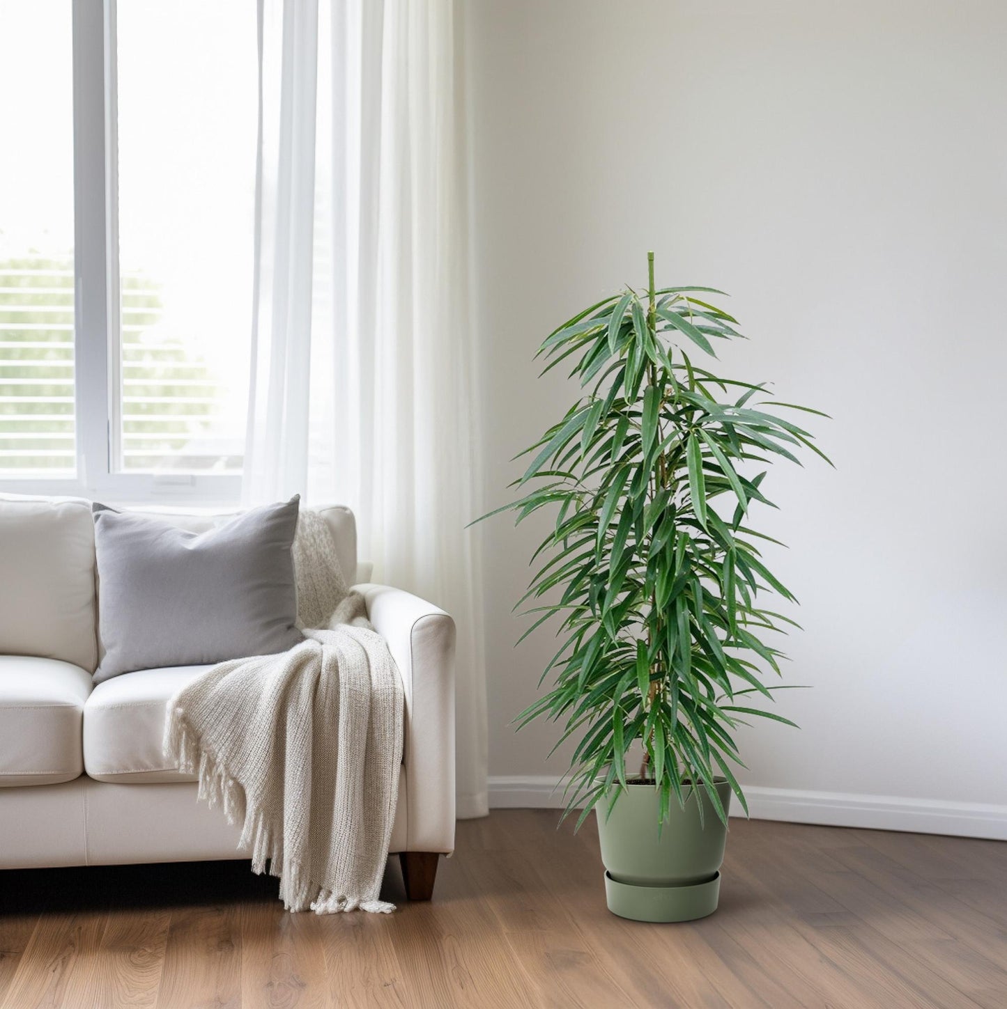 Ficus Binnendijkii 'Alii' (HYDRO) – pflegeleichter Zimmerbaum Ø18cm