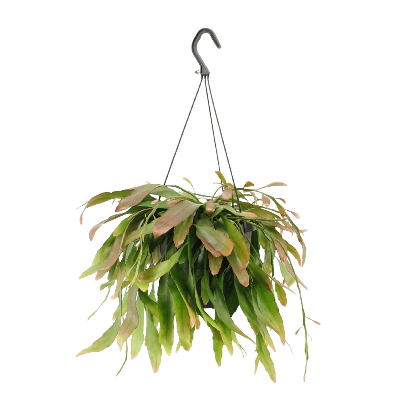 Rhipsalis Red Coral – Exotische, pflegeleichte Hängepflanze Ø17cm