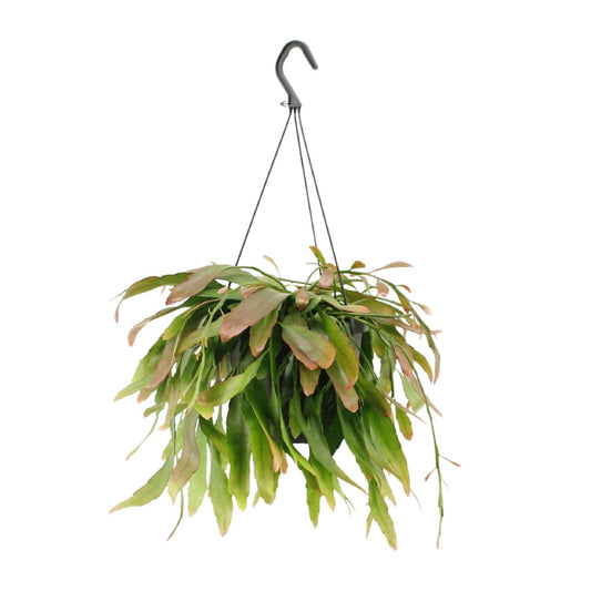 Rhipsalis Red Coral – Exotische, pflegeleichte Hängepflanze Ø17cm