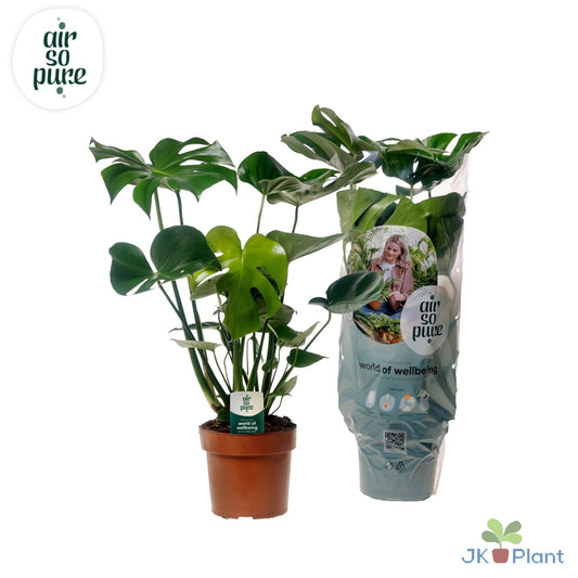 Monstera Deliciosa – Pflegeleichte XXL Zimmerpflanze Ø21cm