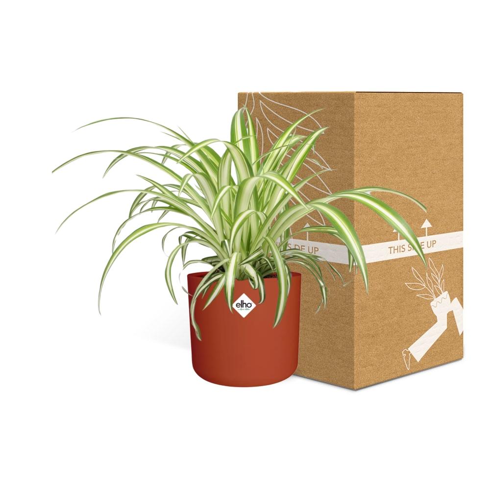 Chlorophytum Comosum Variegatum – pflegeleichte Spiderpflanze im ELHO Topf