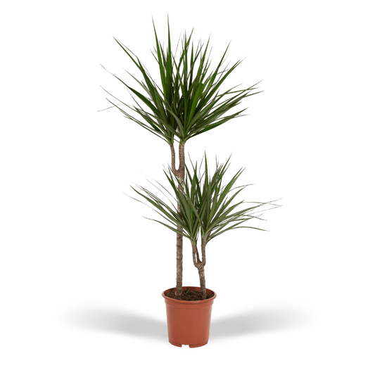 Dracaena Marginata – Stilvolle, pflegeleichte Zimmerpflanze Ø19cm