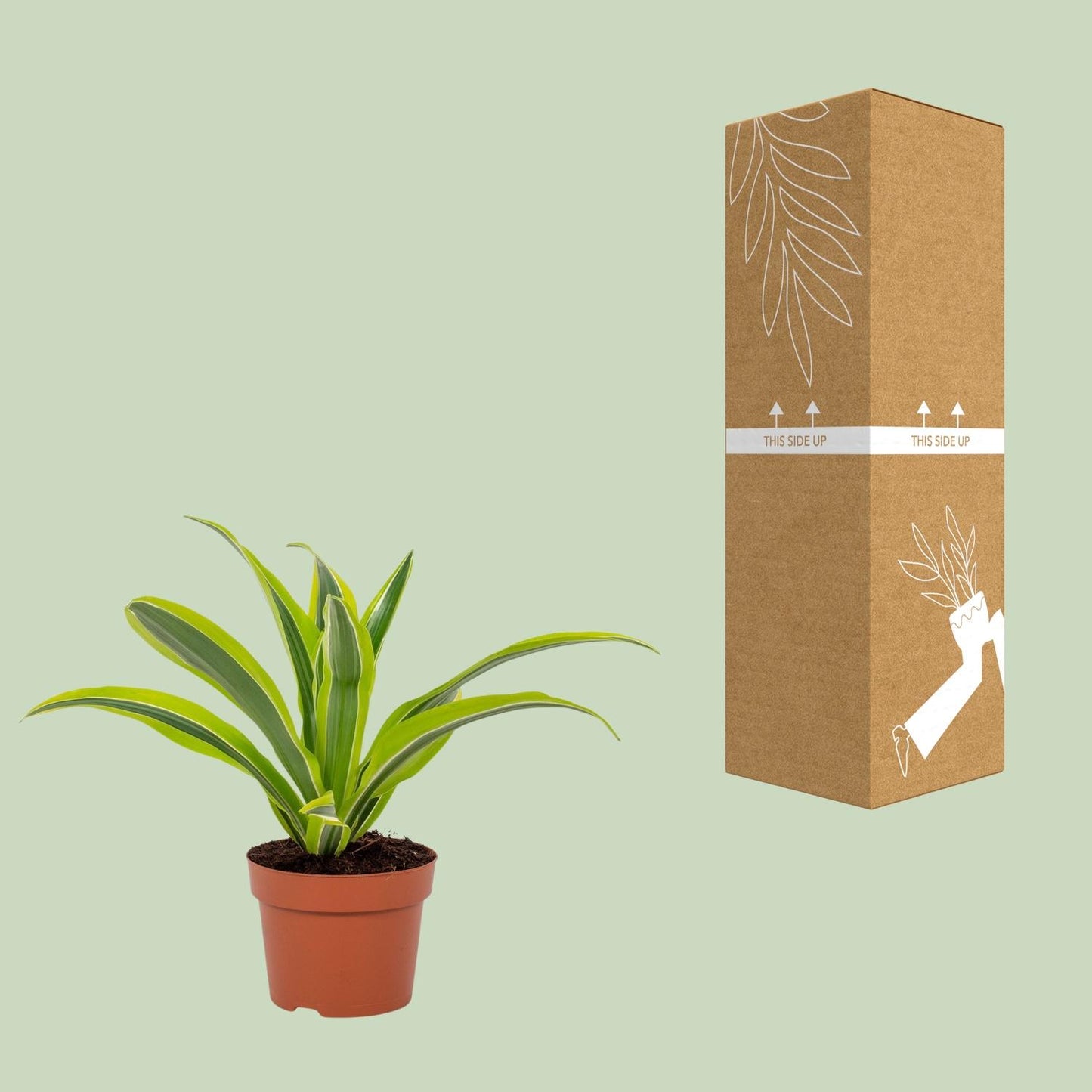 Dracaena Lemon Lime – Pflegeleichter Drachenbaum Ø12cm