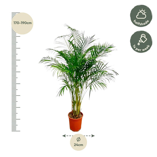 Dypsis Lutescens (Areca-Palme) – 180 cm, ø27 cm