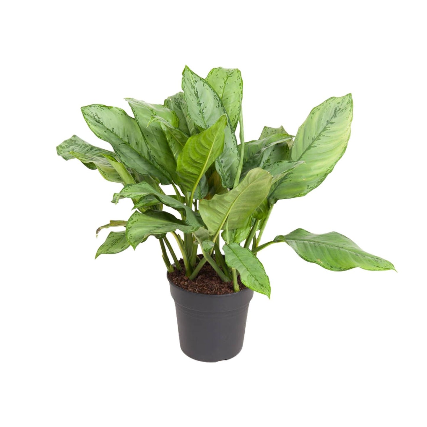 Aglaonema B.J. Freedman – Pflegeleichte Zimmerpflanze Ø24cm