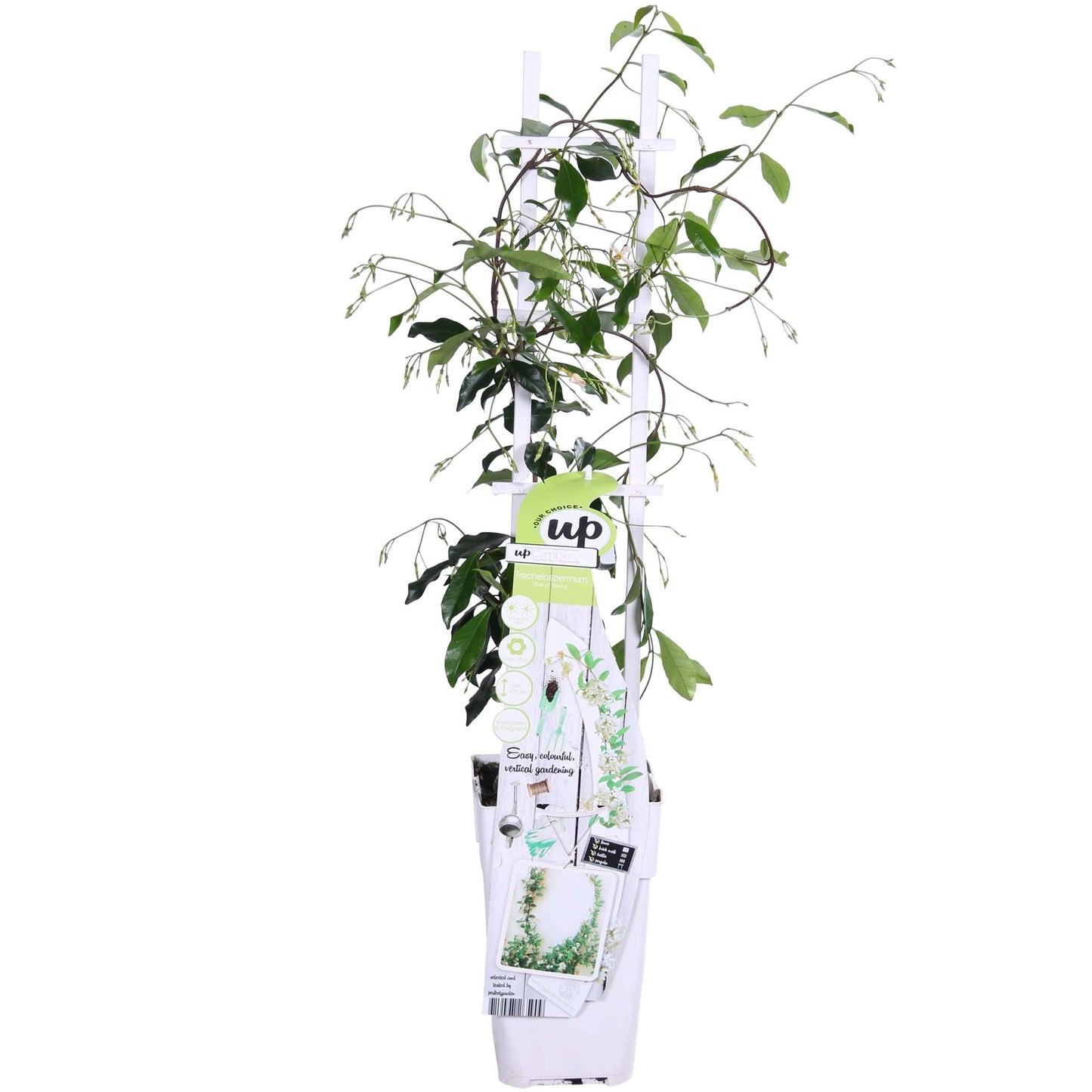 Trachelospermum 'Star of Venice' – Toskanischer Jasmin Weiß Ø15cm