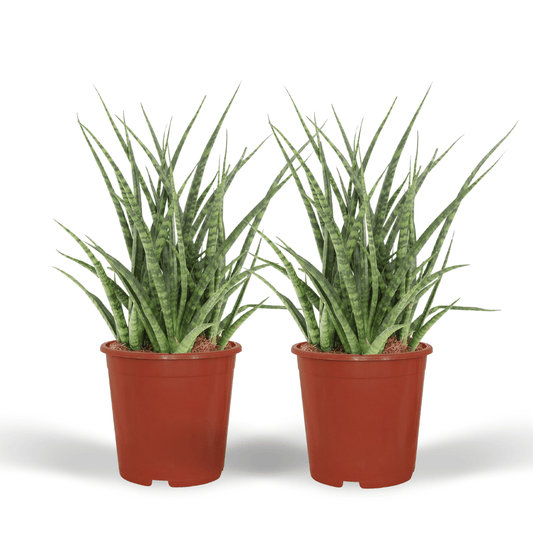 Sansevieria Fernwood Punk (Frauenzunge) – 2er Set Ø12cm
