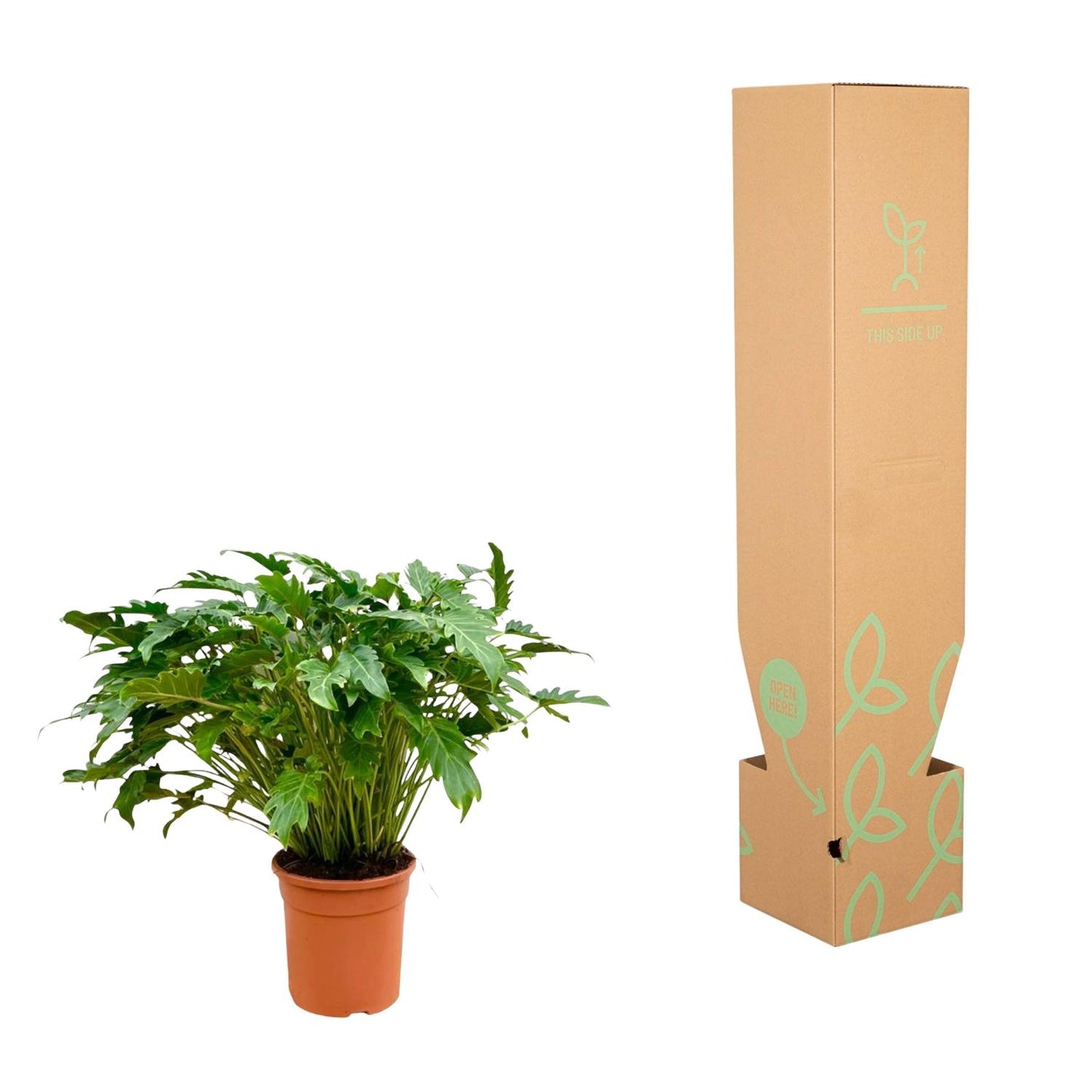 Philodendron Xanadu – Pflegeleichte Zimmerpflanze 80 cm