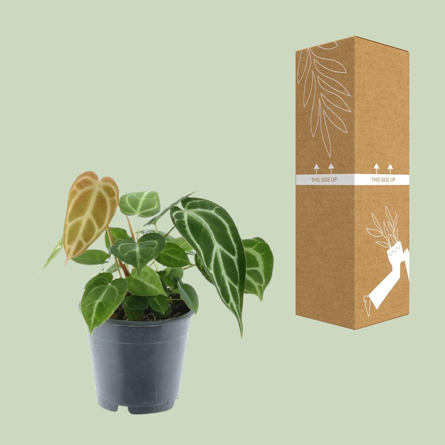 Anthurium Chrystallinum – Pflegeleichte Tropenpflanze Ø12cm