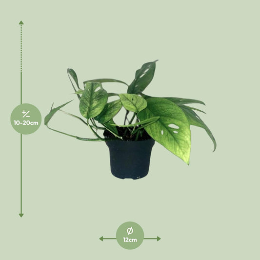Epipremnum Cebu Blue – Pflegeleichter Goldener Efeu Ø12cm