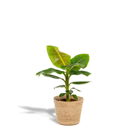 Musa Dwarf Cavendish - Bananenpflanze mit Korb Ø21cm