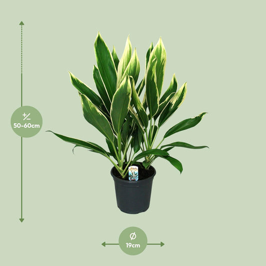 Cordyline New Conga – Pflegeleichte, bunte Zimmerpflanze Ø19cm