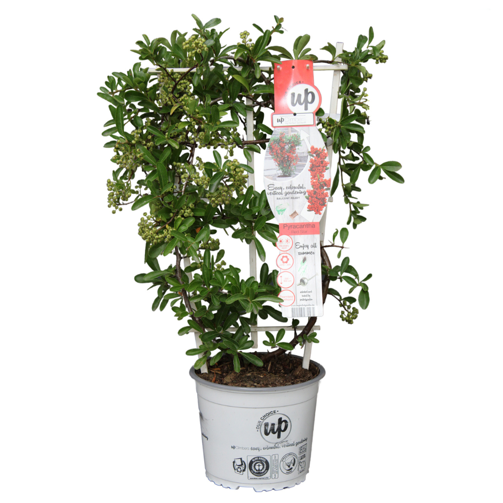 Pyracantha coccinea Red Star - Immergrüner Feuerdorn mit roten Beeren